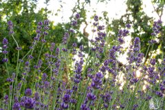 DSCN5682w