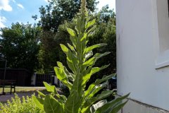 DSCN7137w