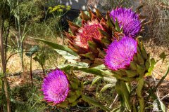 DSCN7497w