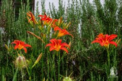 DSCN2652w