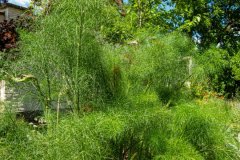 DSCN1445w