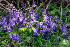 DSCN8425w