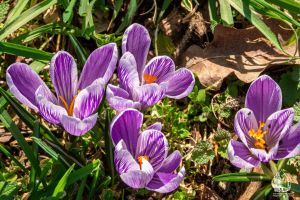 Gyógynövényes kert - 2026. tavasz 1. rész