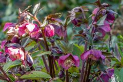 DSCN8052w
