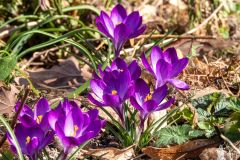 DSCN8062w