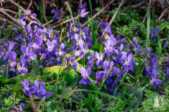 DSCN8425w