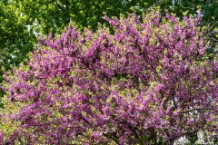DSCN0694w
