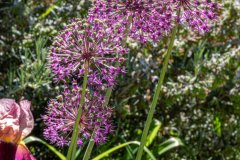 DSCN0954w