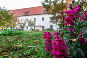Gyógynövényes kert 2024. nyár-ősz