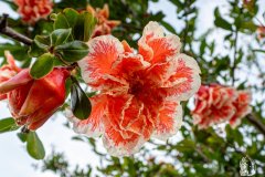 DSCN5618w