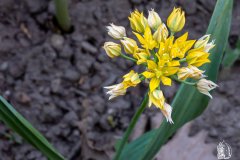 DSCN5729w