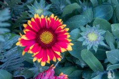 DSCN5736w