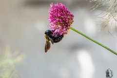 DSCN7232w
