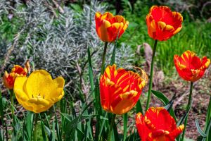 Virágos gyógynövényes kert - 2025. április - 1. rész