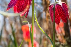DSCN0516w