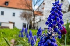 DSCN0592w