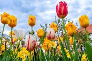 Virágos gyógynövényes kert - 2025. április - 2. rész