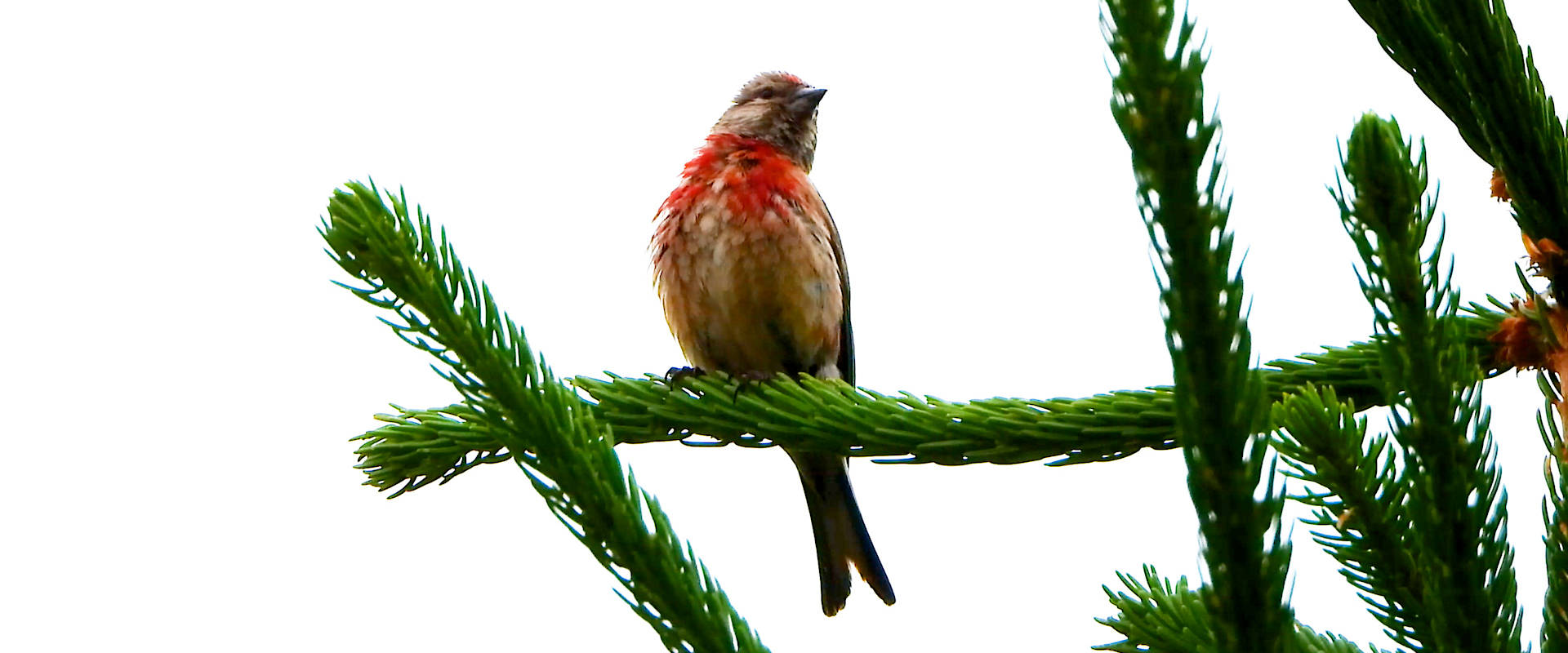 Permalink to: Természet csodái