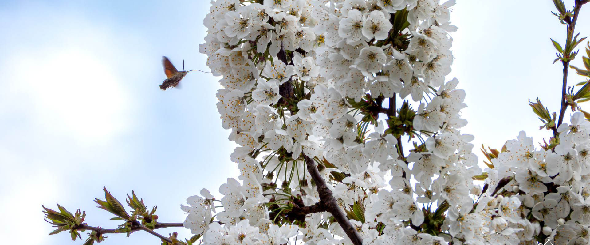 Permalink to: Új képek – gyógynövényes kert 2026. tavasz